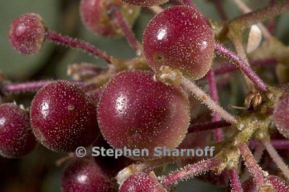 arctostaphylos viscida mariposa 10 graphic